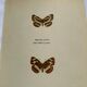 Old Engraving Butterfly Lithograph Naturalist Vintage Plate
