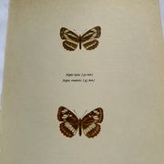 Old Engraving Butterfly Lithograph Naturalist Vintage Plate
