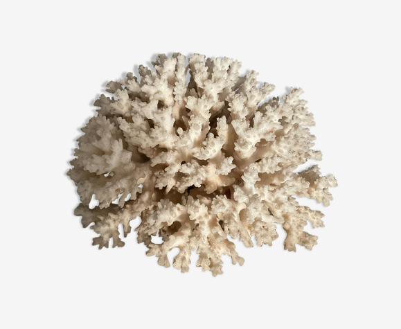 Corail vintage 22 cm