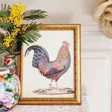 Chromolithographie Coq et cadre bois doré