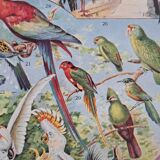 1930 Original lithograph on birds, parrots