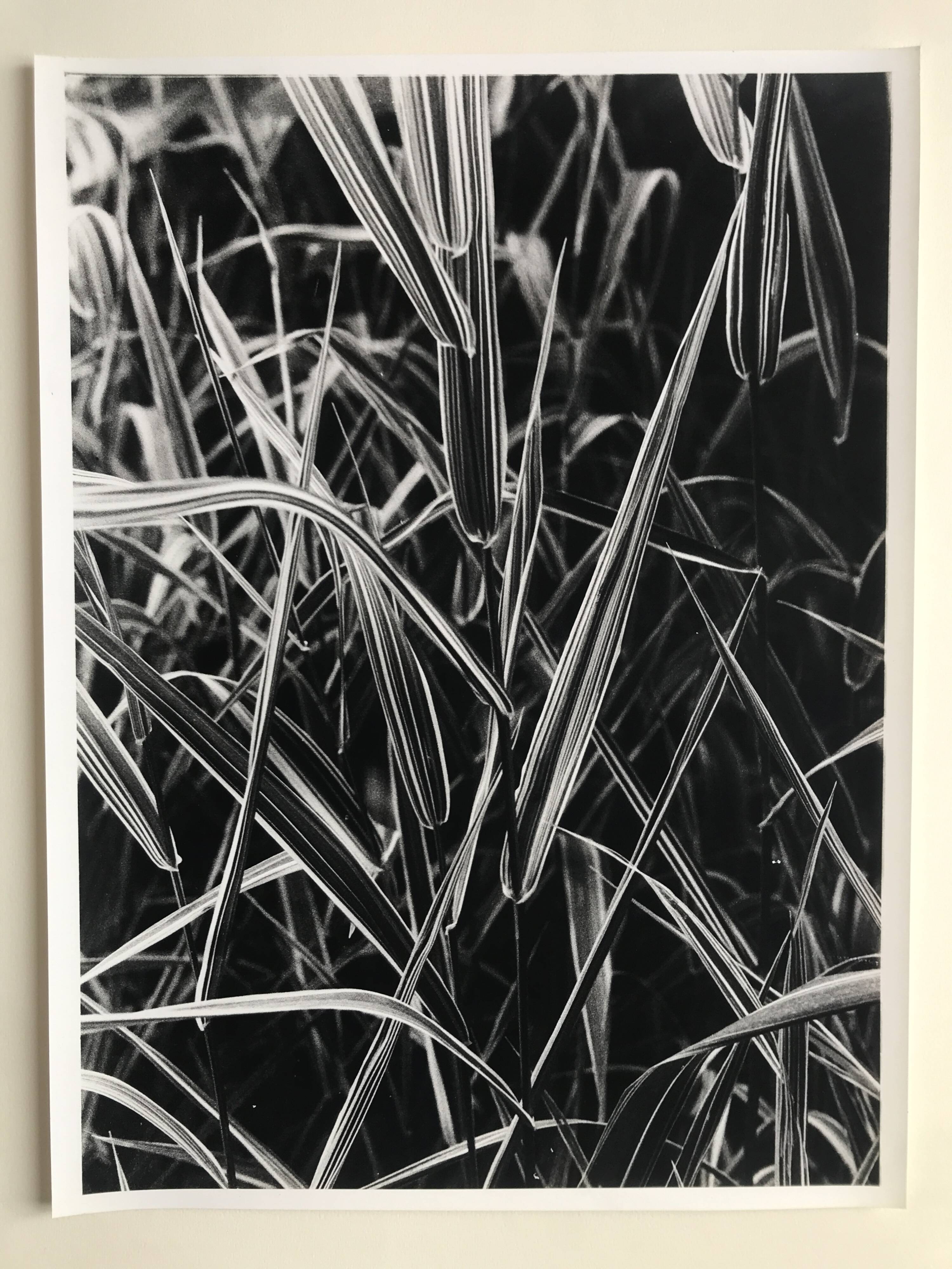 Rosine nusimovici, untitled (poacea ii), c 1980. black and white silver print