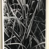 Rosine nusimovici, untitled (poacea ii), c 1980. black and white silver print