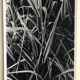 Rosine nusimovici, sans titre (poacea ii), c 1980. tirage argentique nb