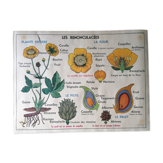 Ancienne affiche scolaire MDI : La giroflée, les crucifères & les renonculacées.