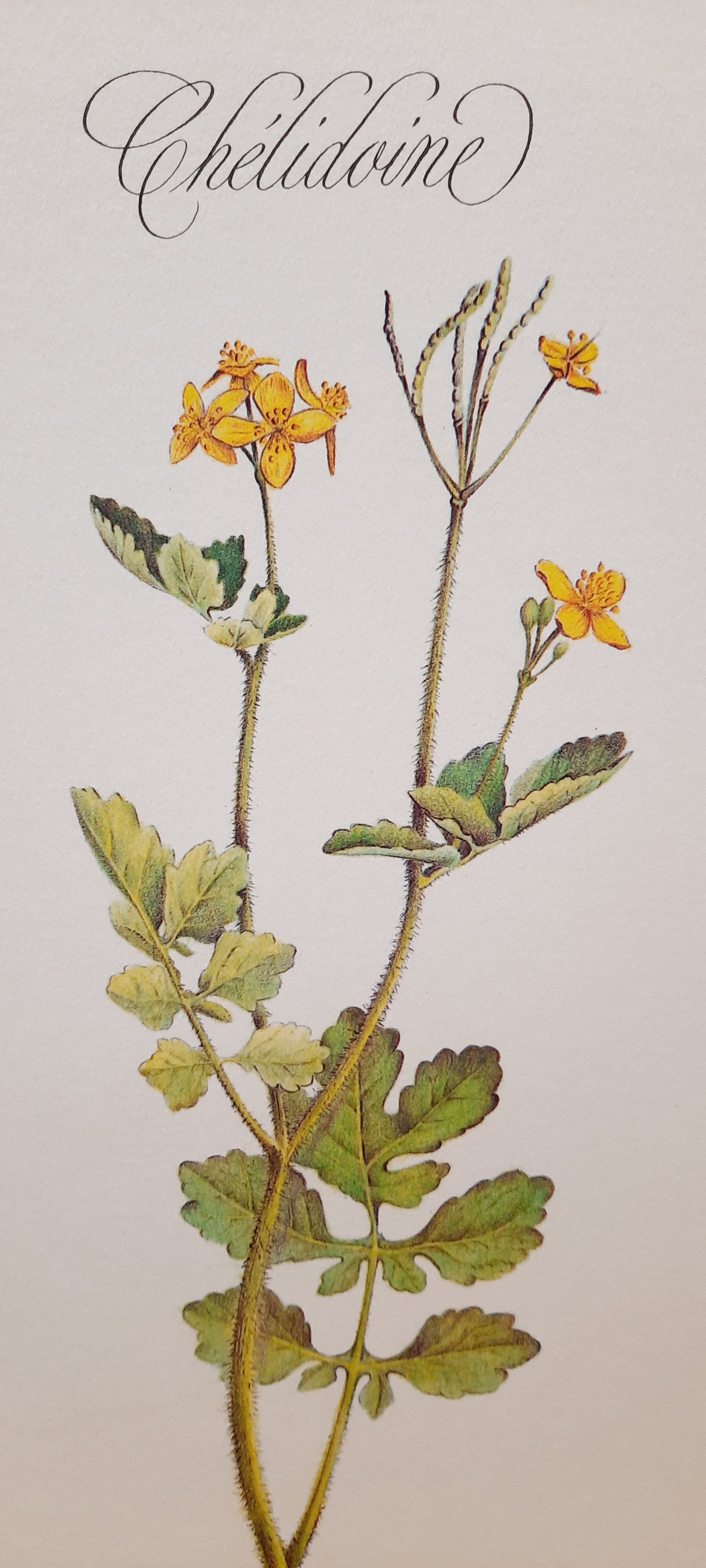 Botanical plate Chelidoine