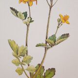 Botanical plate Chelidoine