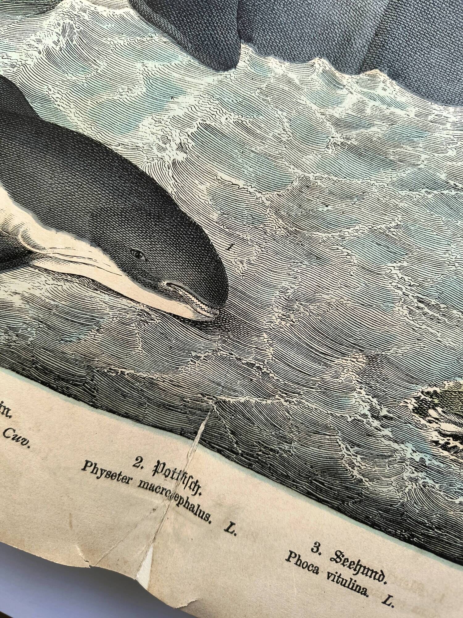 Large antique engraving, 1886 - Whale, sperm whale and seal. Lithograph