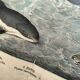 Large antique engraving, 1886 - Whale, sperm whale and seal. Lithograph