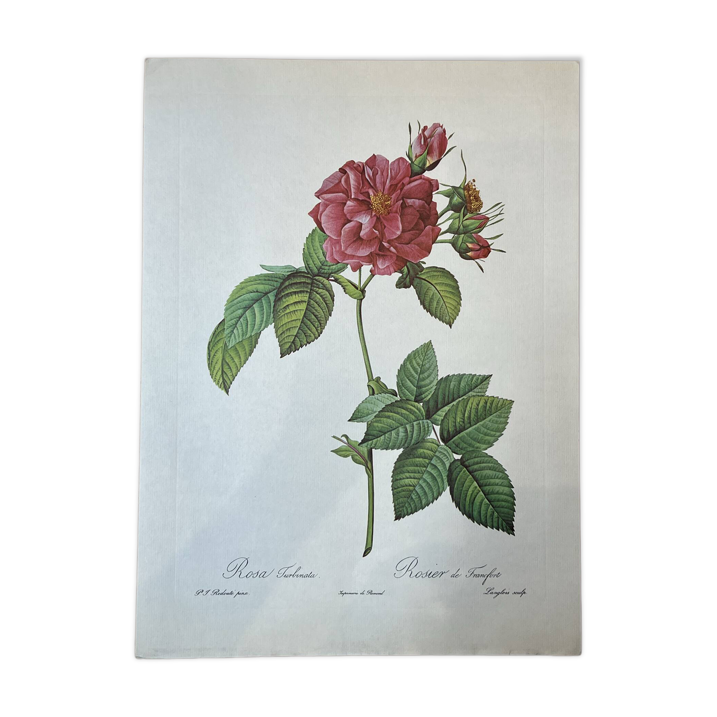 Botanical plate Frankfurt Rose 40.4x29.9cm