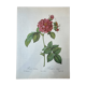 Botanical plate Frankfurt Rose 40.4x29.9cm