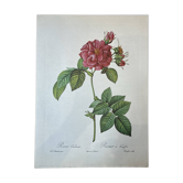 Botanical plate Frankfurt Rose 40.4x29.9cm