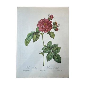 Botanical plate Frankfurt Rose 40.4x29.9cm