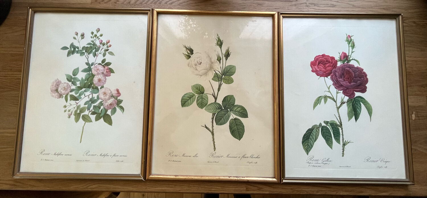 Set of 3 engravings of roses - P.J Redouté
