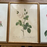 Set of 3 engravings of roses - P.J Redouté