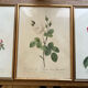 Set of 3 engravings of roses - P.J Redouté