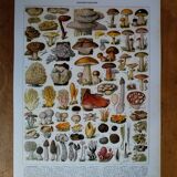 Original lithograph on mushrooms (1)