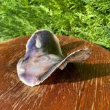 Large seashell: Placuna