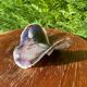 Large seashell: Placuna
