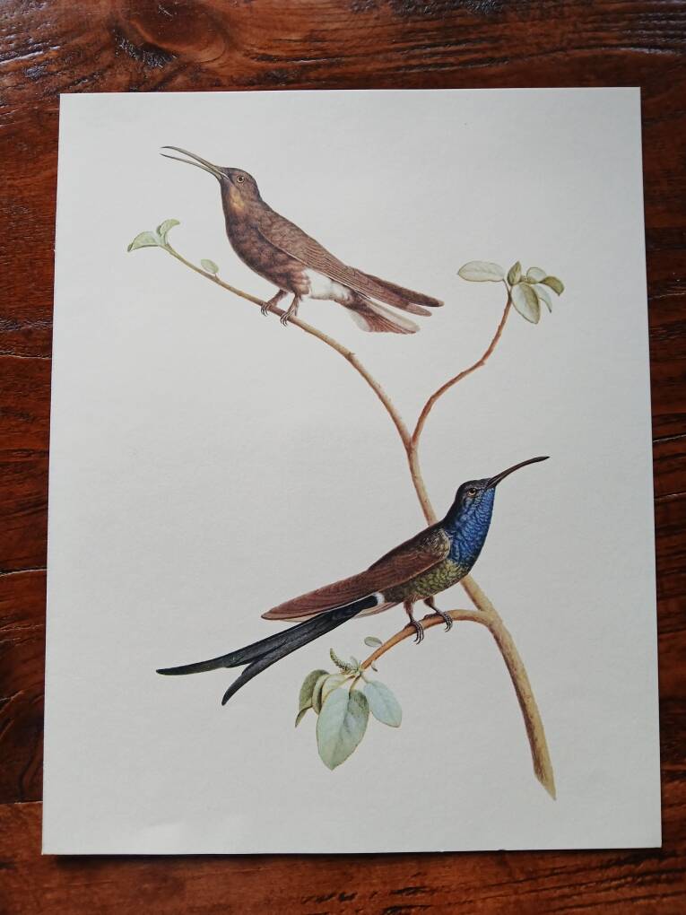 Affiche zoologique représentant deux colibris