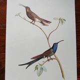 Zoological poster depicting two hummingbirds