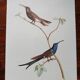 Affiche zoologique représentant deux colibris