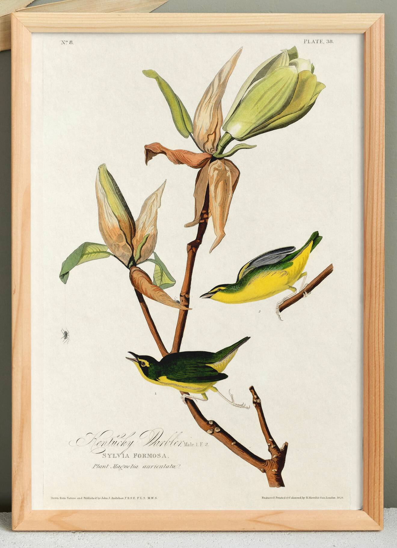 Poster about the Kentucky Warbler, based on an old engraving from 1827.