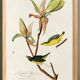 Poster about the Kentucky Warbler, based on an old engraving from 1827.
