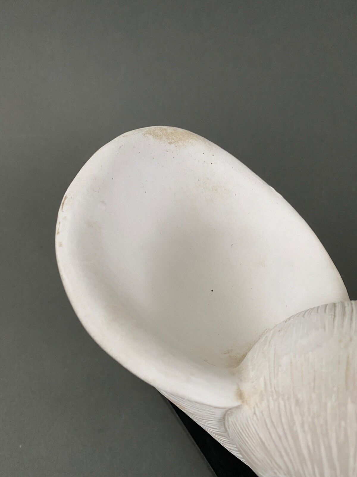 Plaster shell on blackened wooden base cabinet of curiosities XXth