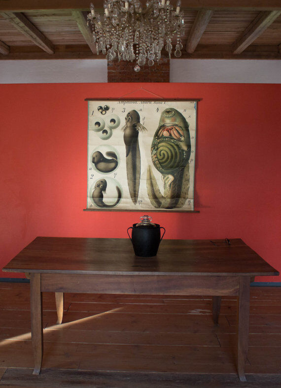 Displays the beginning of the 20th century vintage Paul Pfurtscheller Zoological Wall Graphic "tadpole" 1910