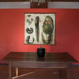 Affiche vintage du début du 20e siècle Paul Pfurtscheller zoologiques mur graphique "têtard" 1910