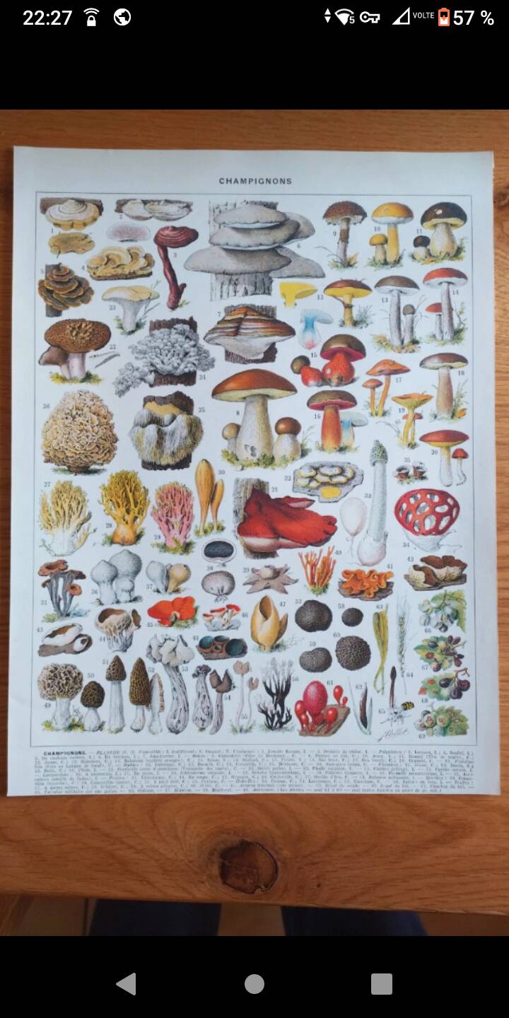 Lithographie affiche planche ancienne botanique champignons Larousse