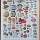 Lithographie affiche planche ancienne botanique champignons Larousse