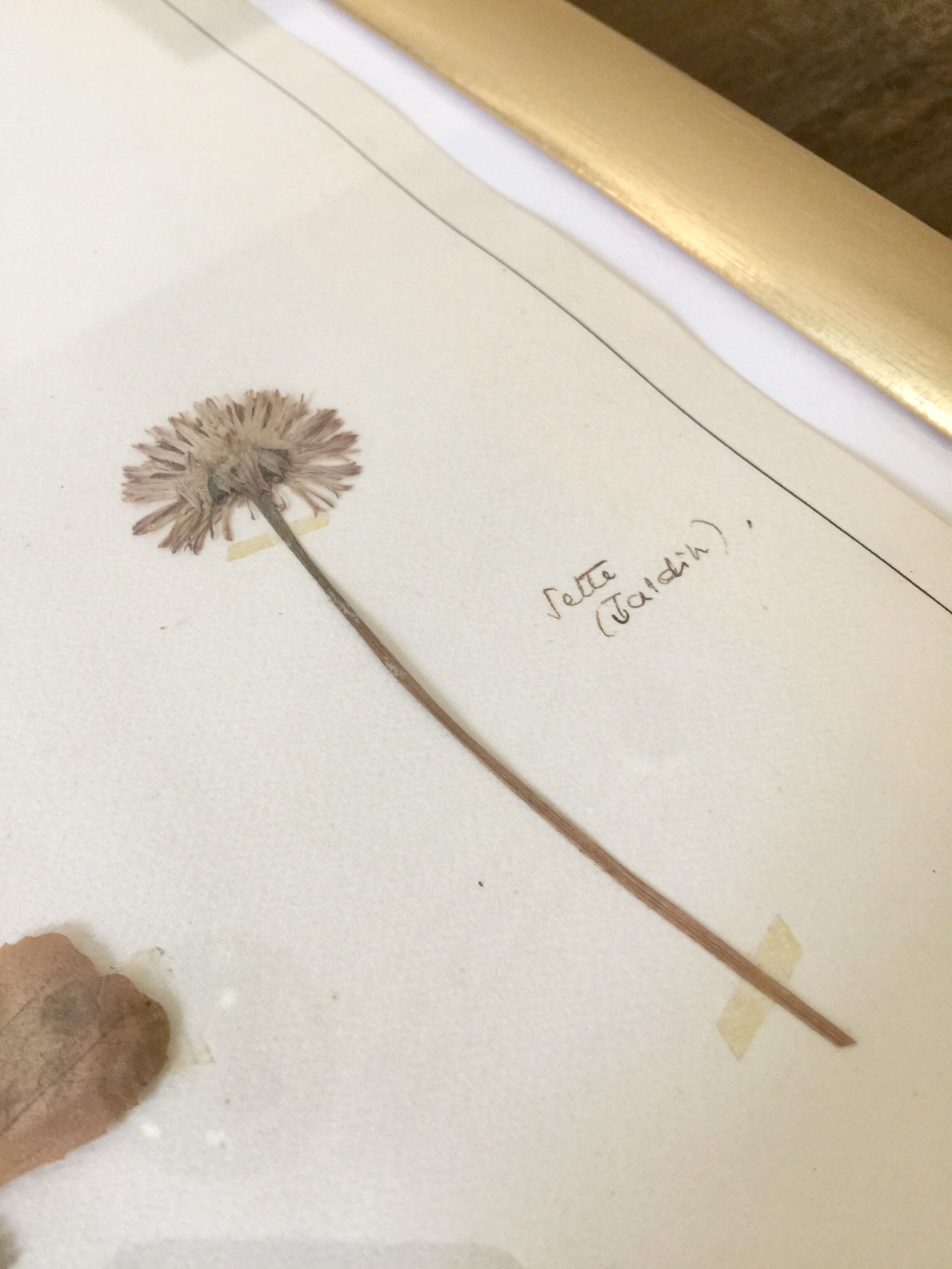 6 planches herbier datant de 1950 Provenance Belgique