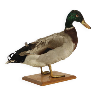 Canard farci sur étagère en bois mâle taxidermie vintage 38cm