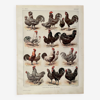 Lithographie sur les poules (XXXIV) - 1920