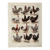 Lithograph on chickens (XXXIV) - 1920