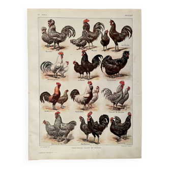 Lithographie sur les poules (XXXIV) - 1920