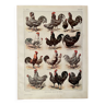 Lithograph on chickens (XXXIV) - 1920