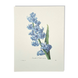 Oriental Hyacinth