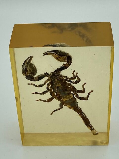 Scorpio in resin