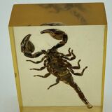 Scorpion dans résine