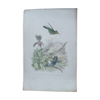 Poster - 19th century zoological engraving - crowned hummingbird