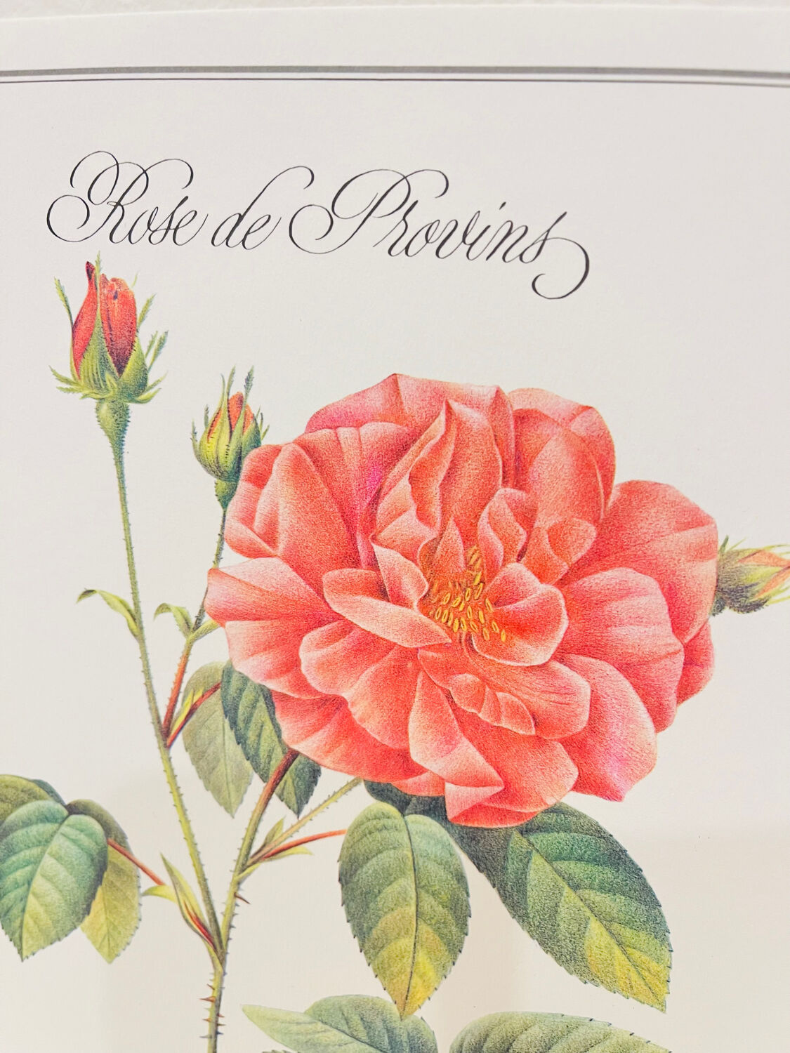 Botanical plate – Louis Pariente, 1986