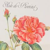 Botanical plate – Louis Pariente, 1986