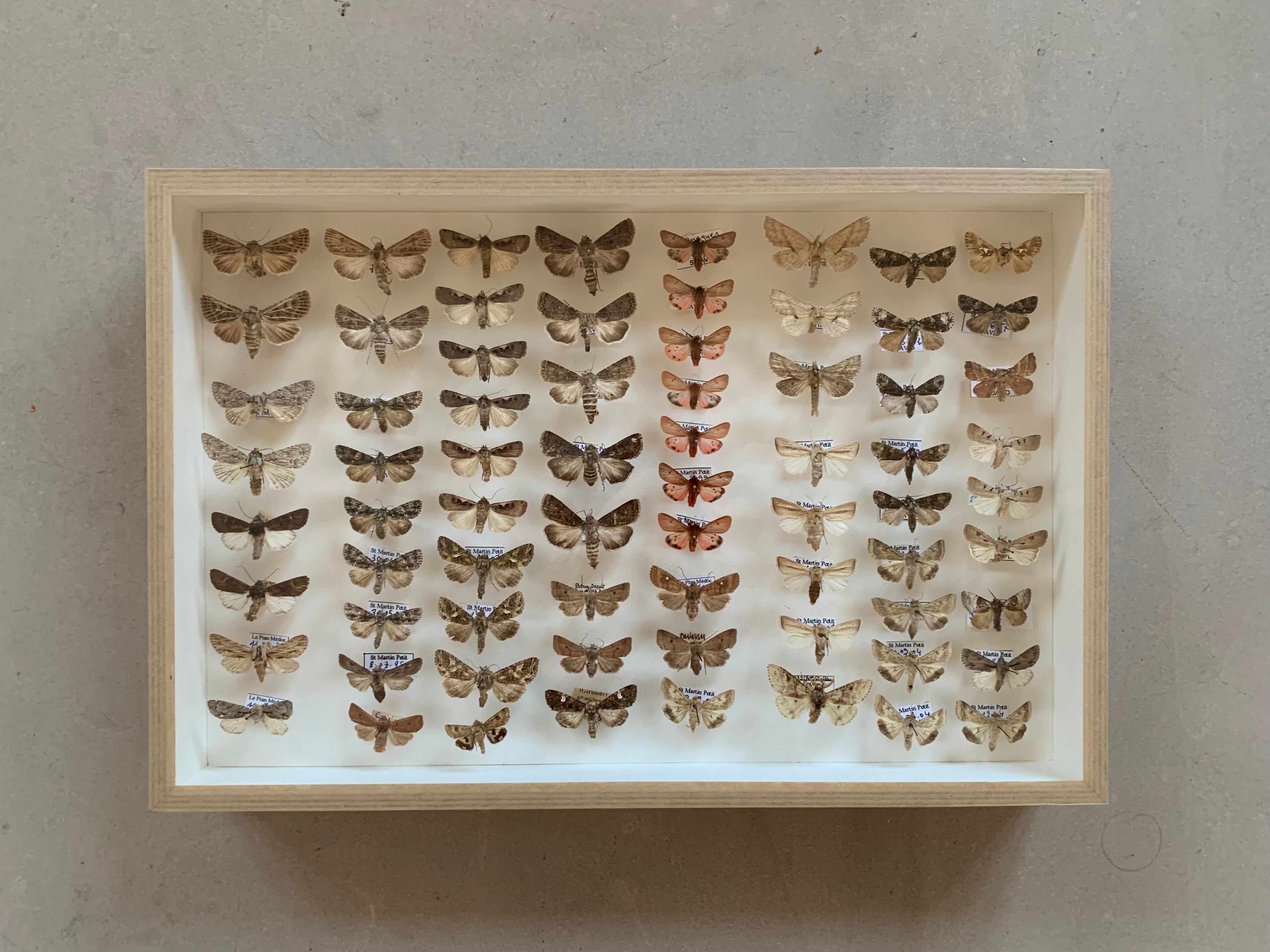 Butterfly frame stuffed under glass
