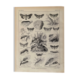 Lithograph on moths from 1921