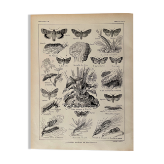 Lithograph on moths from 1921
