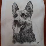Pencil reproduction of a German Shepherd