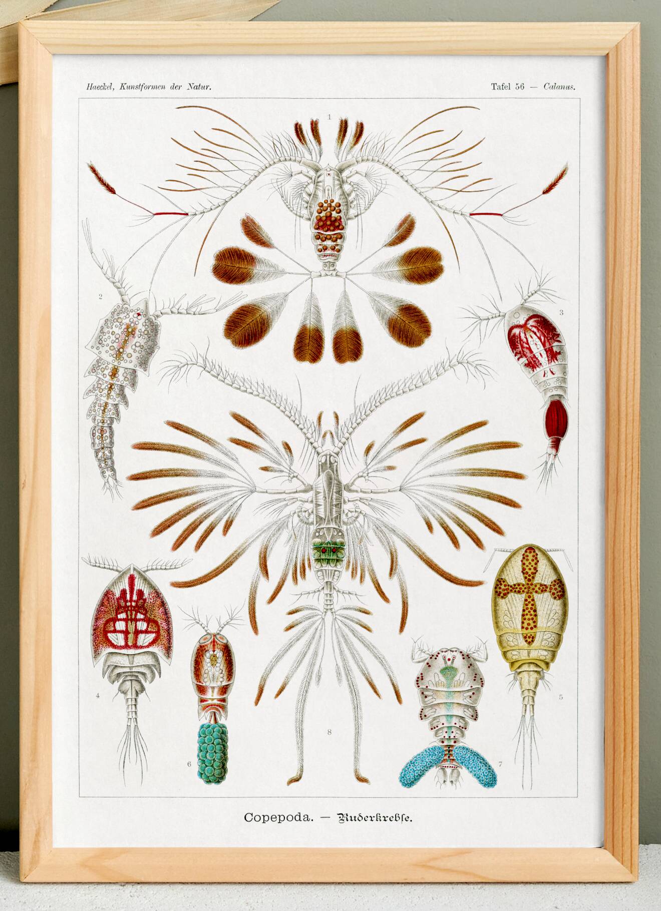 Poster about crustaceans, based on an old lithograph from 1904.